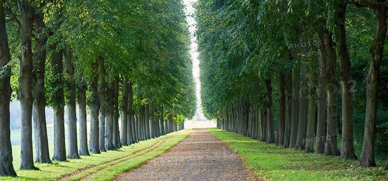 Perfect linden alley for some superb walks and reflection. Versailles. Why is France famous for philosophers peripatetic