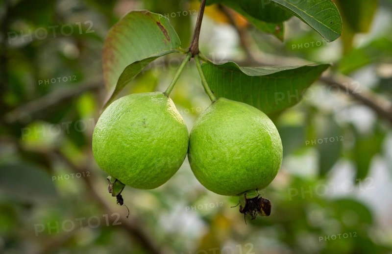 Two ripe guavas hang side-by-side, their vibrant green skin promising a sweet and tangy taste, amidst a backdrop of lush foliage