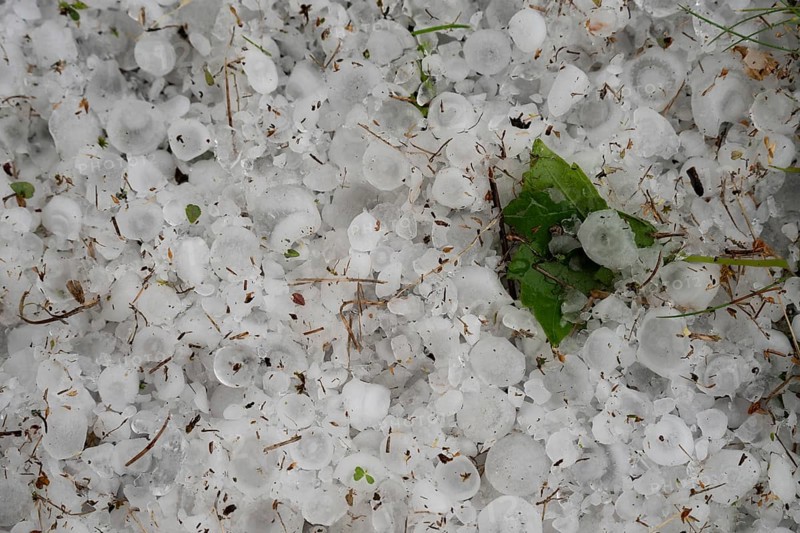 The orchard with lawn after the June hailstorm in Poland