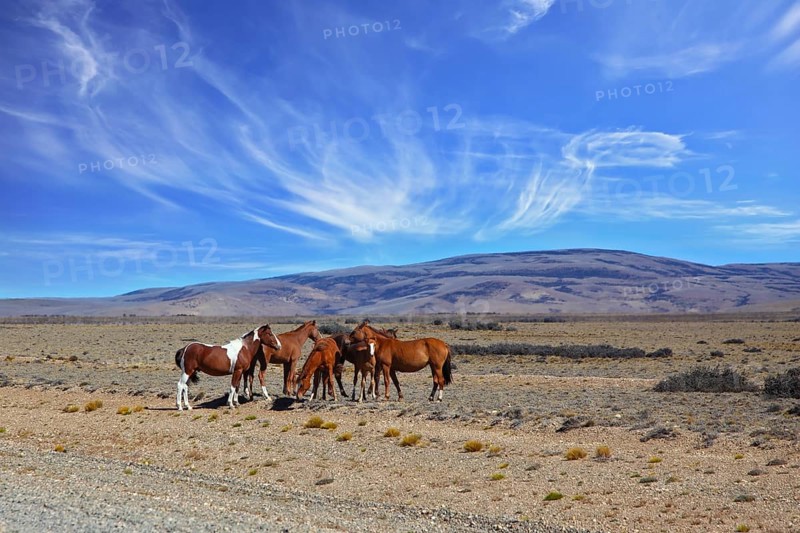 The herd of magnificent bay mustangs grazing in the Patagonian prairie on a summer day. Argentina