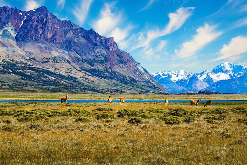 Argentina, Patagonia. Small herd of guanaco. Guanaco is a cloven-hoofed mammal from the family of camelids, a genus of llamas. Huge lake with azure water and cold mountains