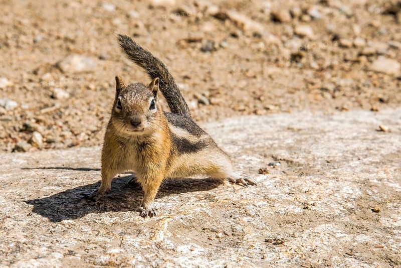 A little chipmunk posing nosy in the Rocky Mountains National Park, USA