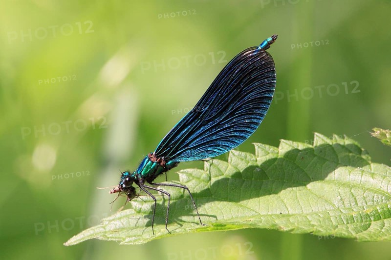 Blue-winged damselfly, Calopteryx virgo