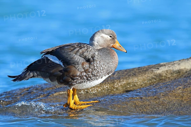 Long-winged Steamer Duck, Tachyeres patachonicus, Patagonia, Argentina