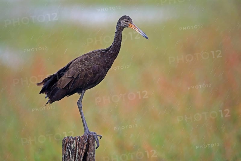 Wattled Crane, Aramus guarauna, Argentina