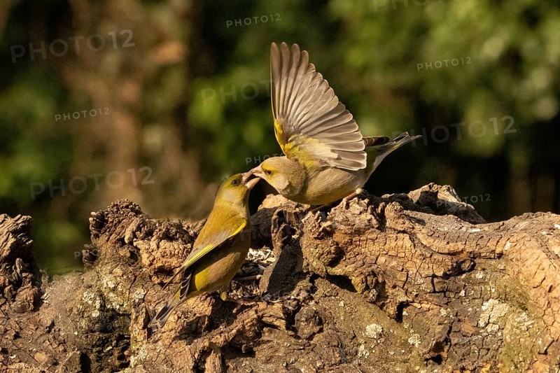 Chloris chloris, italy