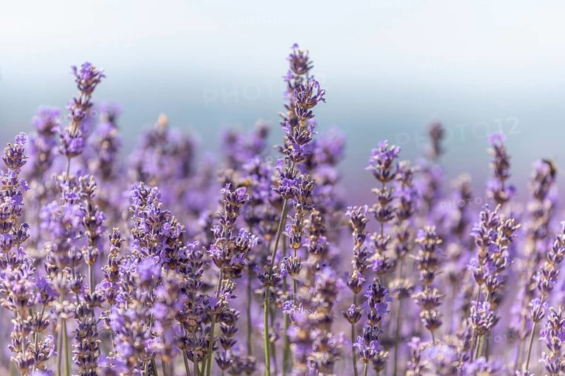 Lavender fields in bloom in Provence. Pays de Sault (Vaucluse)