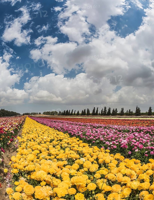 Windy spring day in the kibbutz. The picturesque field of the buttercups growing at strips