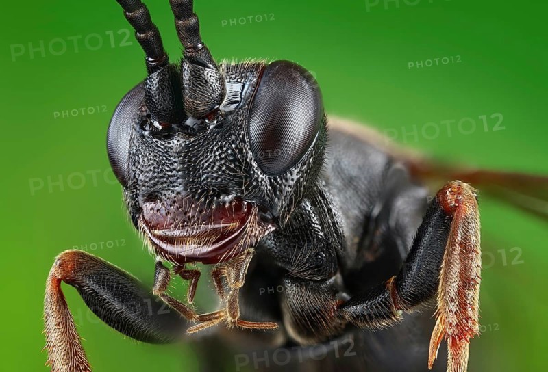 Head, thorax and legs of a black Ichneumon wasp (Ichneumonidae)
