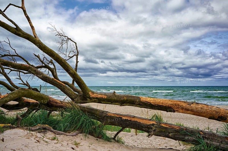 West beach Fischland-Darß near Ahrenshoop, Mecklenburg Baltic coast, Mecklenburg-Vorpommern, Germany