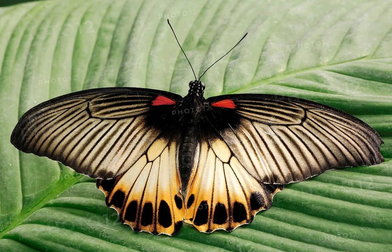 Great Mormon (Papilio memnon)