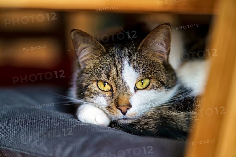 Domestic cat, European shorthair