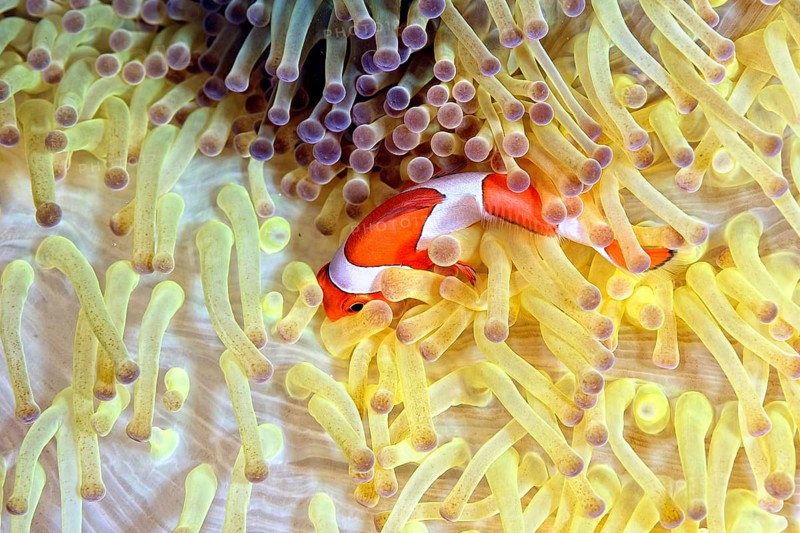 A picture of a beautiful anemone and it's Clown fish