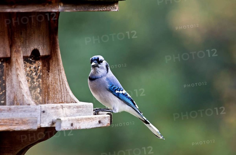 Blue Jay at feeder in Ontario Canada