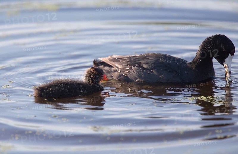 American Coot Waterhen and Babies in Marsh Canada