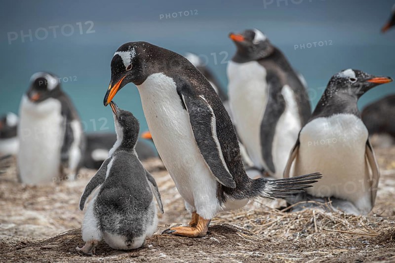 Gentoo penguin (Pygoscelis papua) feeding a chick in a colony, Pebble Island, Falkland Islands, Great Britain, South Atlantic