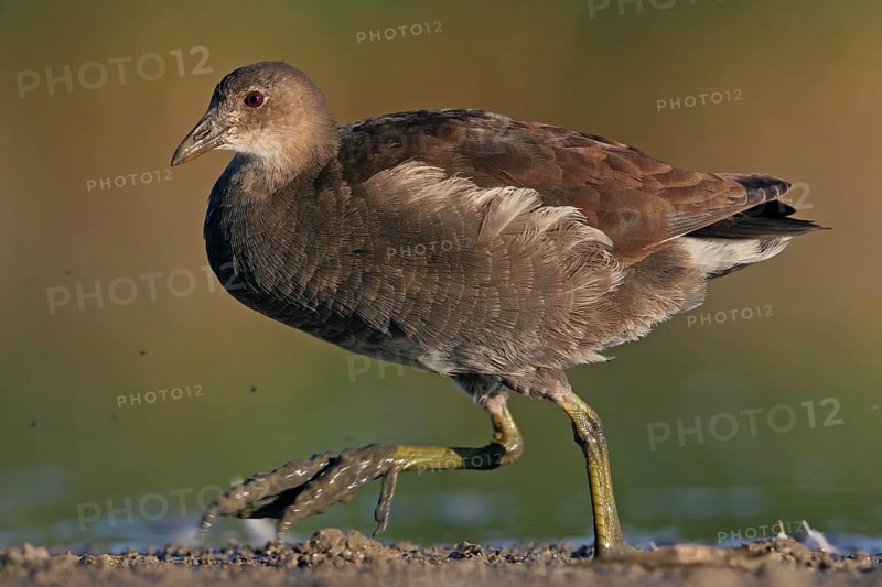 Moorhen, (Gallinula chloropus), animals, birds, biotope, habitat, foraging, genus of moorhen, Offstein sewage ponds, Rhineland-Palatinate, Germany