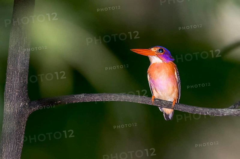 Sulawesi Kingfisher, Kingfisher, (Ceyx fallax) from Tangkoko National Park, Sulawesi, Indonesia, Animals, Birds, Kingfishers