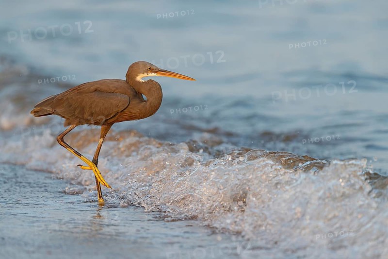 Heron, (Egretta gularis), heron, animals, birds, biotope, habitat, foraging Salalah, Raysut, Dhofar, Oman