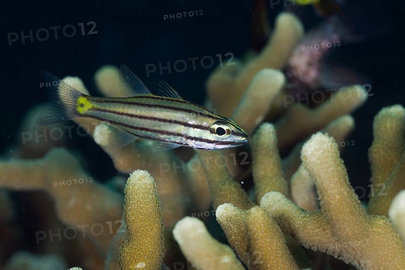 Fuenfline cardinalfish, Cheilodipterus quinquelineatus, Micronesia, Palau