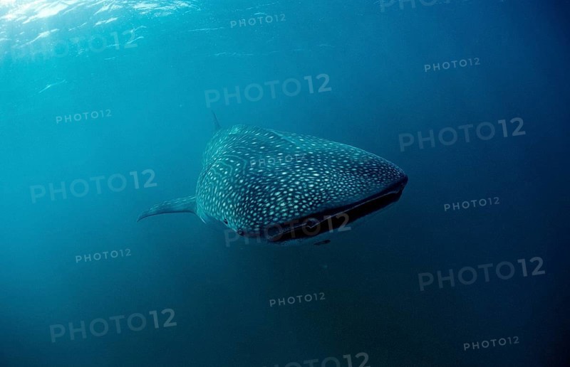 Whale shark, Rhincodon thypus, Kenya, East Africa, Africa, Indian Ocean