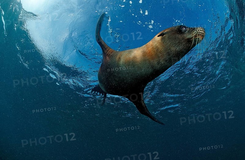 South African sea lion, Arctocephalus pusillus pusillus, South Africa, Port Elizabeth, Ibhayi, Madiba Bay, Indian Ocean