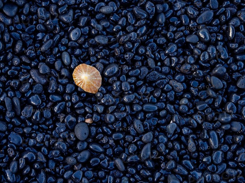 A colourful jellyfish on black pebbles on the beach, Europe, Spain, Canary Islands, Gran Canaria, Lanzarote, Canary Islands / Canary Islands, Spain