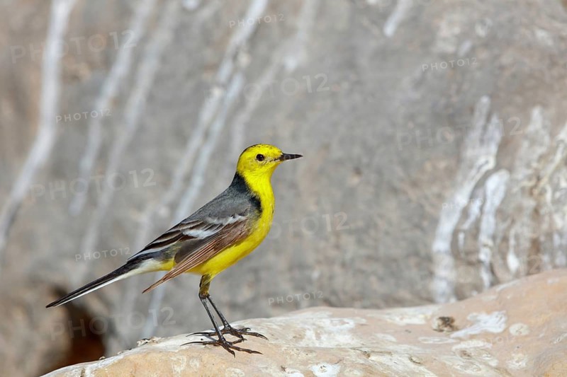 Citrine wagtail, (Motacilla citreola), foraging in a biotope, Middle East, Oman, songbird, family of stilts and pipits, Raysut, Salalah, Dhofar, Oman
