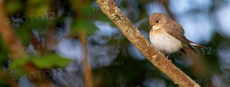Little Flycatcher, rare songbird, (Ficedula parva), Europe, Germany, Heligoland Island, genus of Cave Flycatcher, perching site, Heligoland, Schleswig-Holstein, Germany