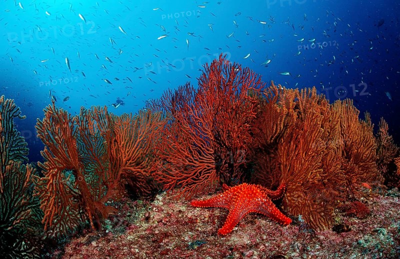 Red starfish in coral reef, Asteroidea, Mexico, Lake Cortez, Lower California, La Paz