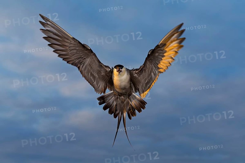 Falcon Skua, (Stercorarius longicaudus), animals, birds, gull, family of skuas, flight photo, frontal, Varanger, Finnmark, Norway
