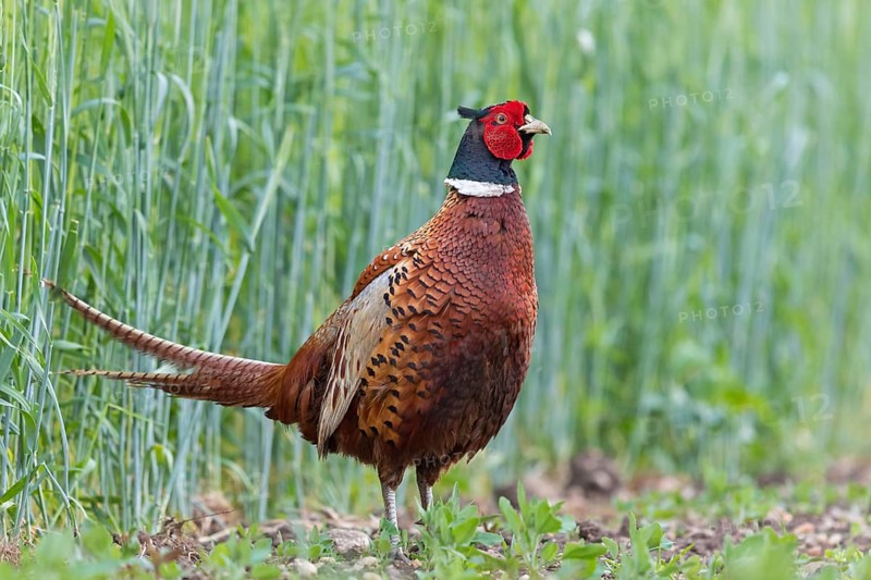 Pheasant, (Phasianus colchicus), animals, birds, fowl, cock, male, Lake Neusiedl, Illmitz, Burgenland, Austria