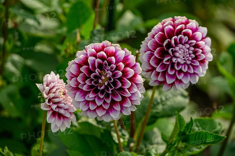 Group of pink and white dahlia blossoms in front of green leaves in a garden, dahlia blossom in different colours in a garden, legden, germany
