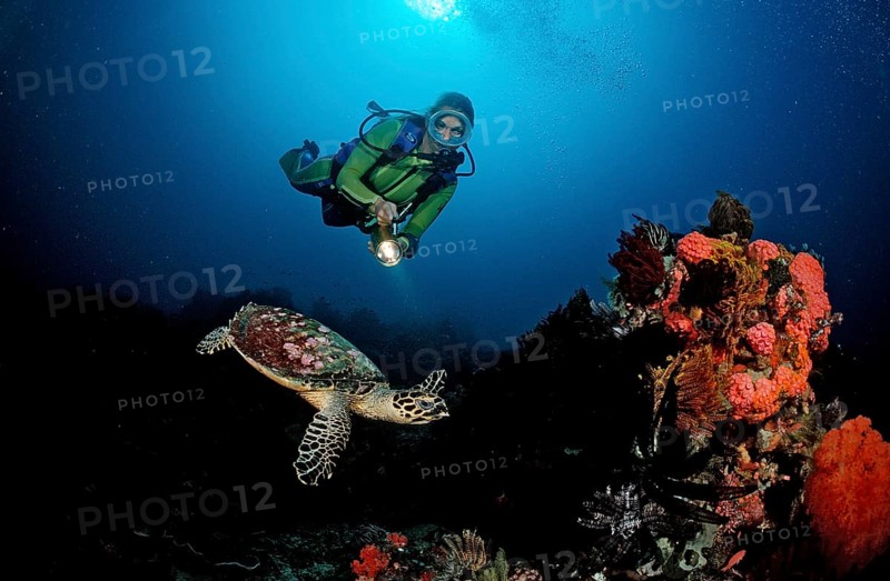 Hawksbill turtle and diver, Eretmochelys imbricata, Bali, Indian Ocean, Indonesia