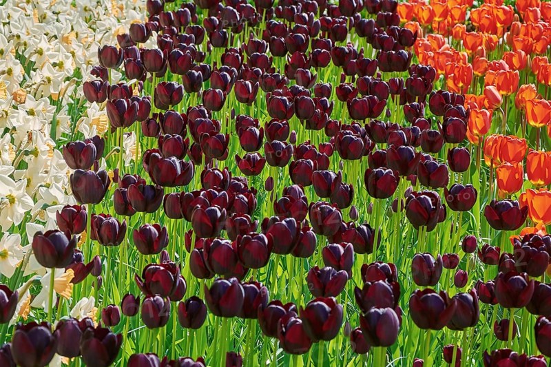 Flowerbed of Tulips and Narcissus of Differnt Colors Keukenhof, Netherlands