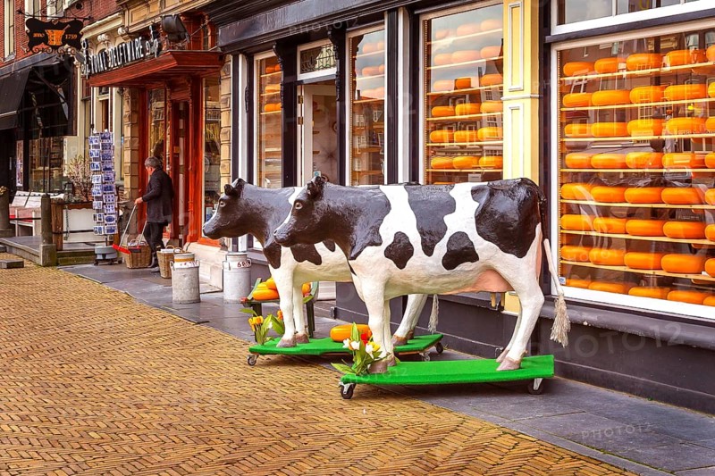 Delft, Netherlands, April 6, 2016: Selection of Dutch cheese at farmers traditional shop and cow figurines