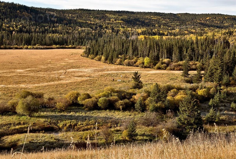 Autumn Colors Cypress Hills Canada interprovincial Park