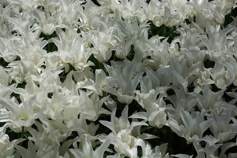 Blooming tulips flowers in as floral plant background