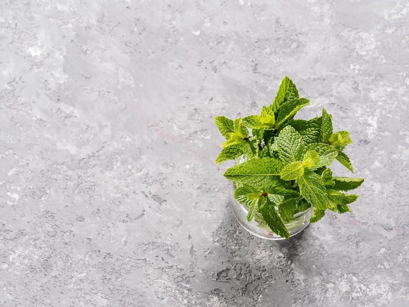 Sheaf of fresh mint leaf on gray concrete background. Top view or flat lay. Copy space