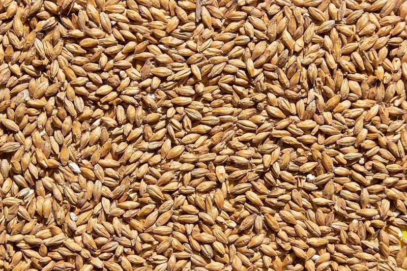 Golden ripe barley grains for planting close background texture
