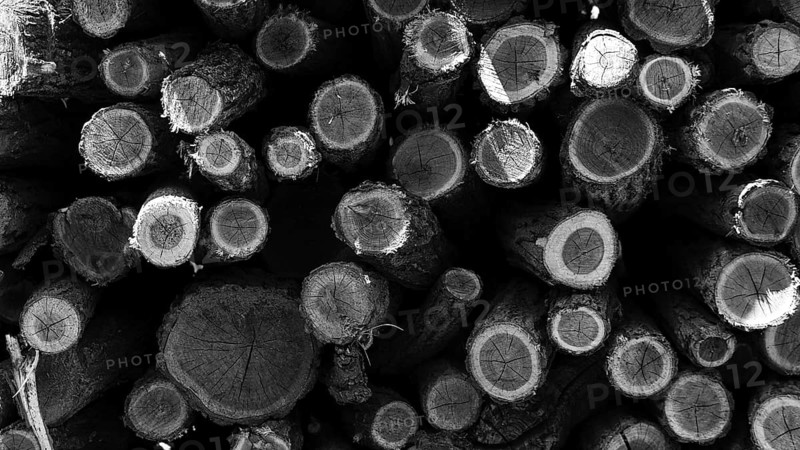 Wood logs Pile. Wood logs texture background