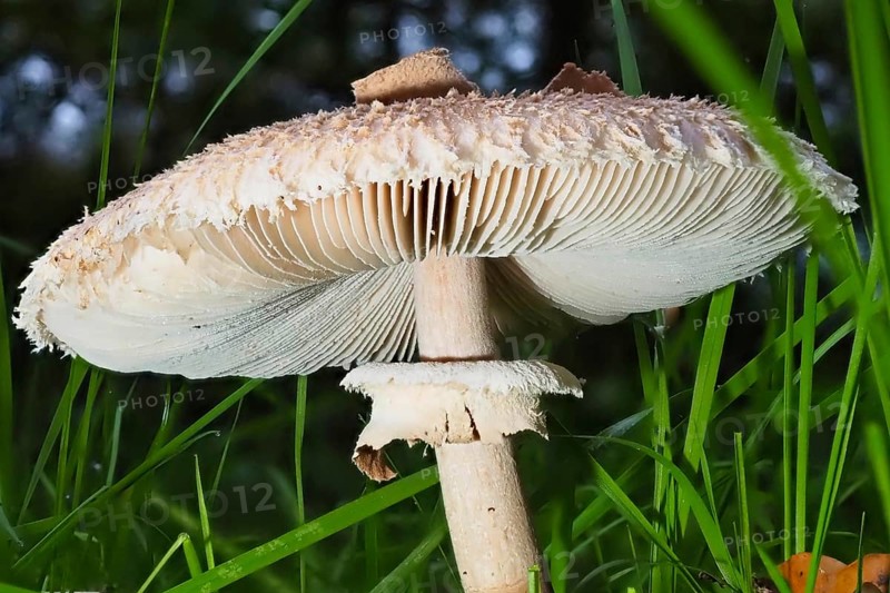 Mushroom Parasol mushroom (Macrolepiota procera), blurred background, North Rhine-Westphalia, Germany