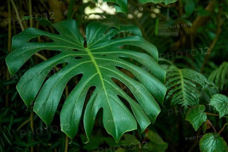 Monstera Madness: The Ultimate Guide to Growing and Caring for Monstera Plants. Growing Lush and Healthy Monstera Plants. Indoor Garden with Stunning Monstera Plants