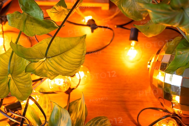 Wooden background with garland lamps and green leaves of a home potted plant and a glowing ball. Frame with a Christmas plant