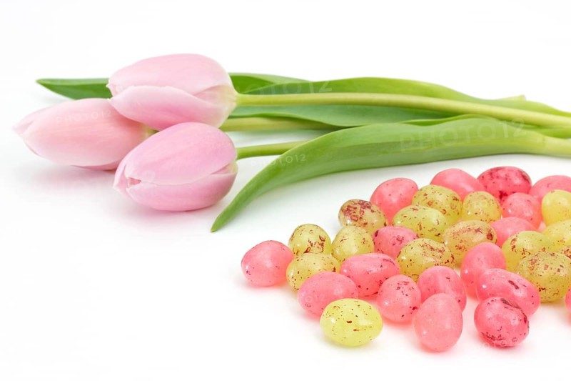 Jelly Easter eggs near pink tulips on white background Jelly Easter eggs near pink tulips on white background