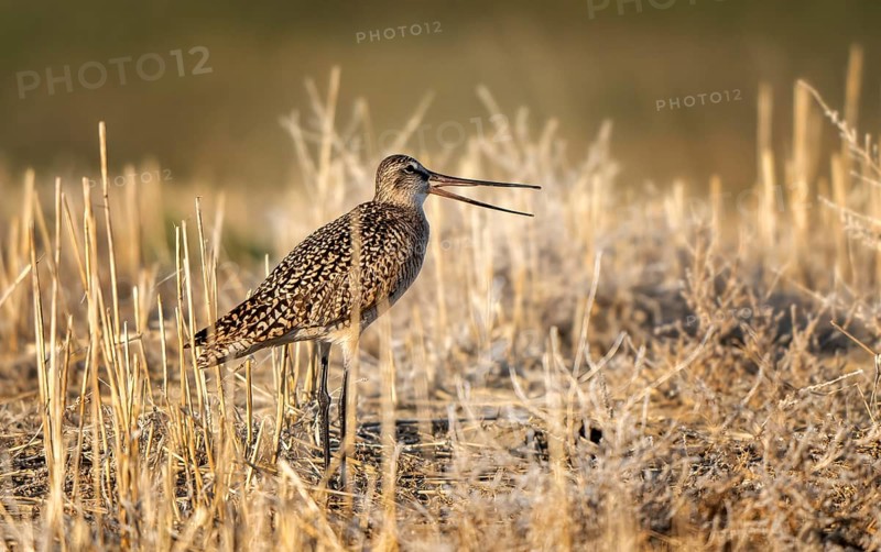Godwit Bird Prairie in Saskatchewan Canada Wild
