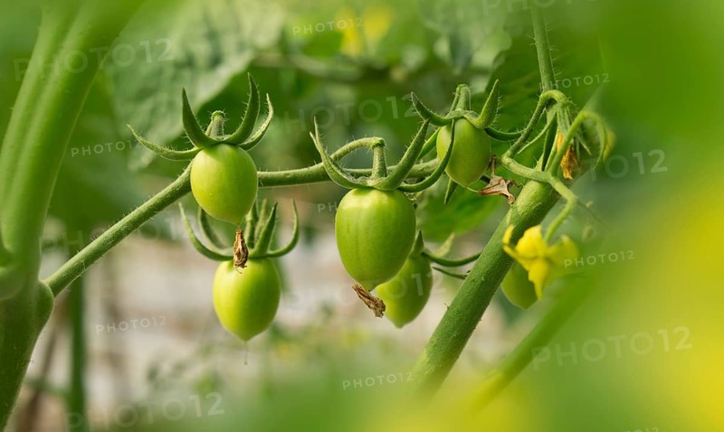 Green Tomatoes on the Vine.
