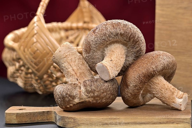 Raw shiitake mushrooms, known for their nutritional and medicinal properties, rest on a cutting board, health food and pharmacological properties, Lentinula edodes