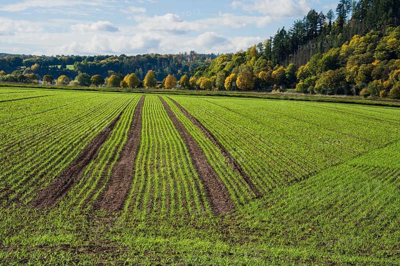 A barley field in October, Wesertal, Weserbergland, Germany