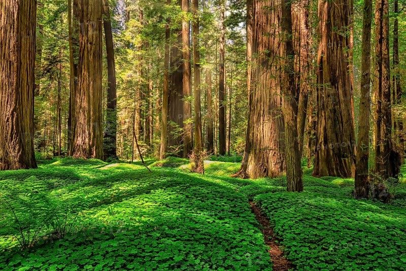 Color image of a redwood forest. Northern California, USA